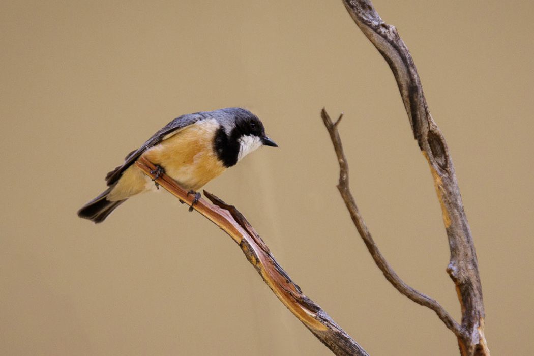 Miro à flanc chamois