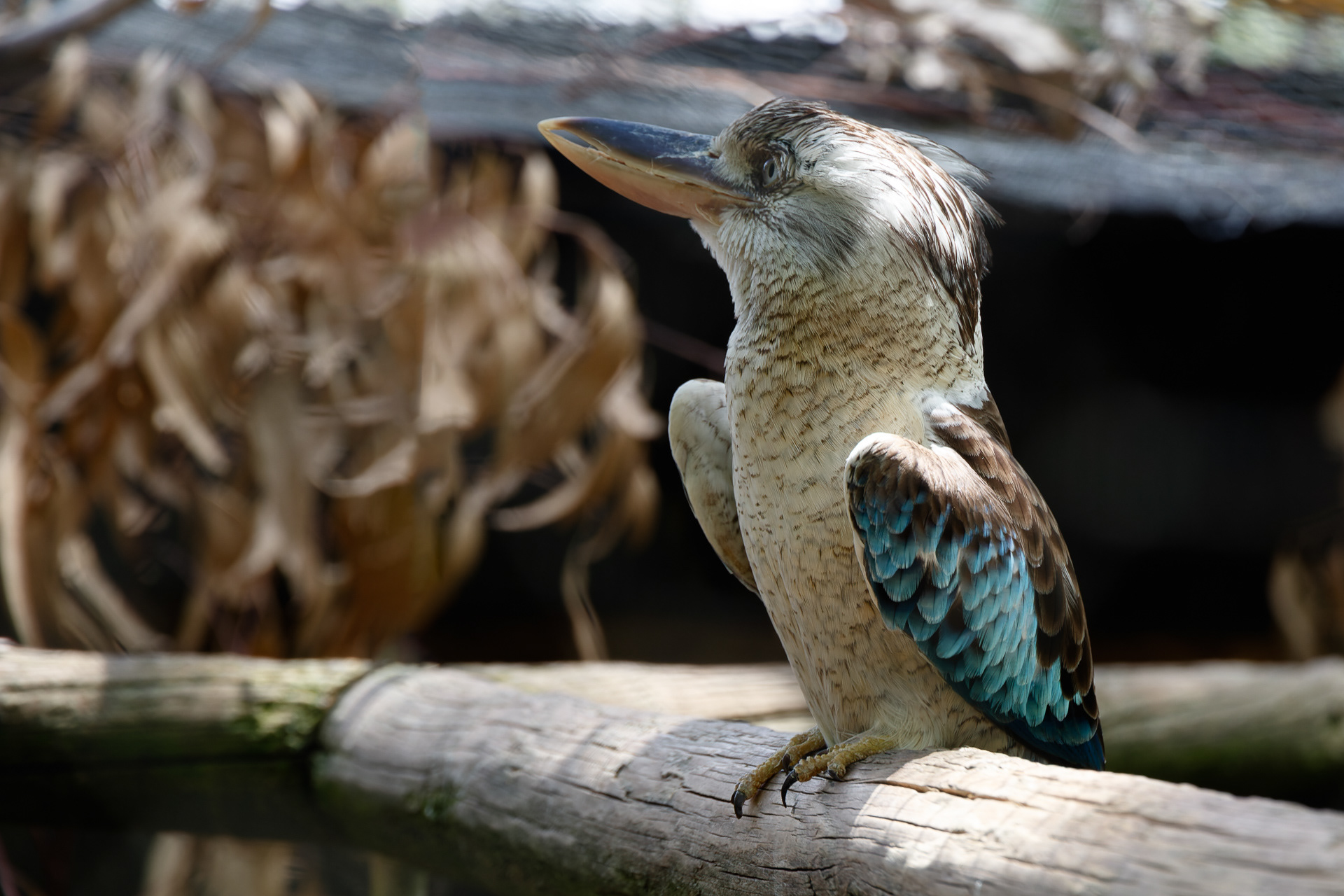 Martin-chasseur géant ou Kookaburra