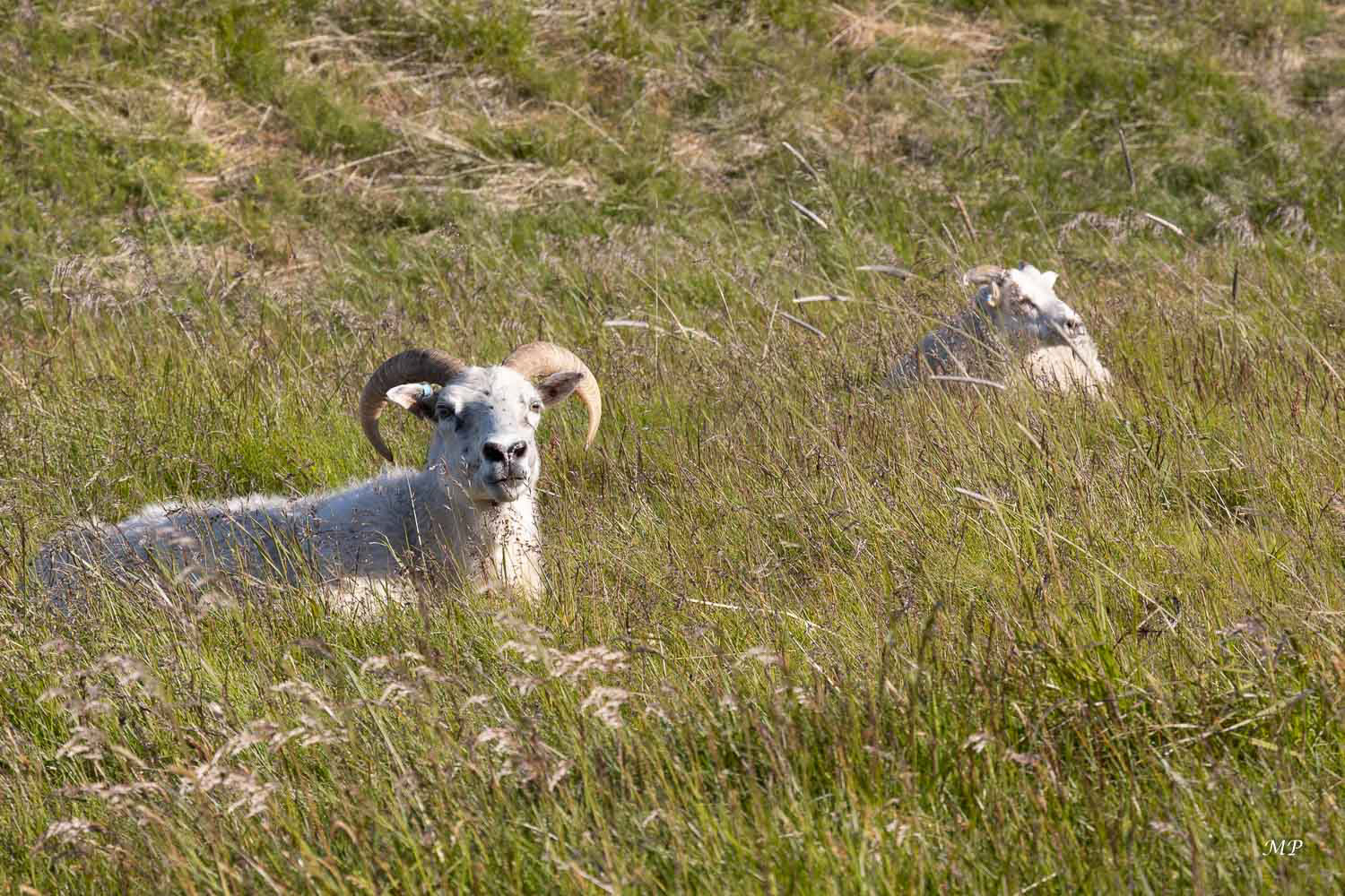 Péninsule de Snæfellsnes