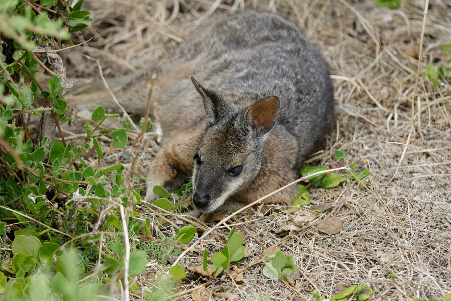 Un wallaby : kangourou de petite taille