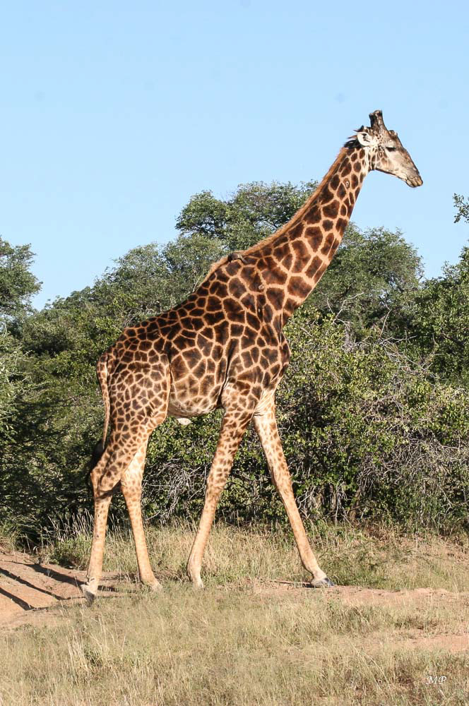 Girafe