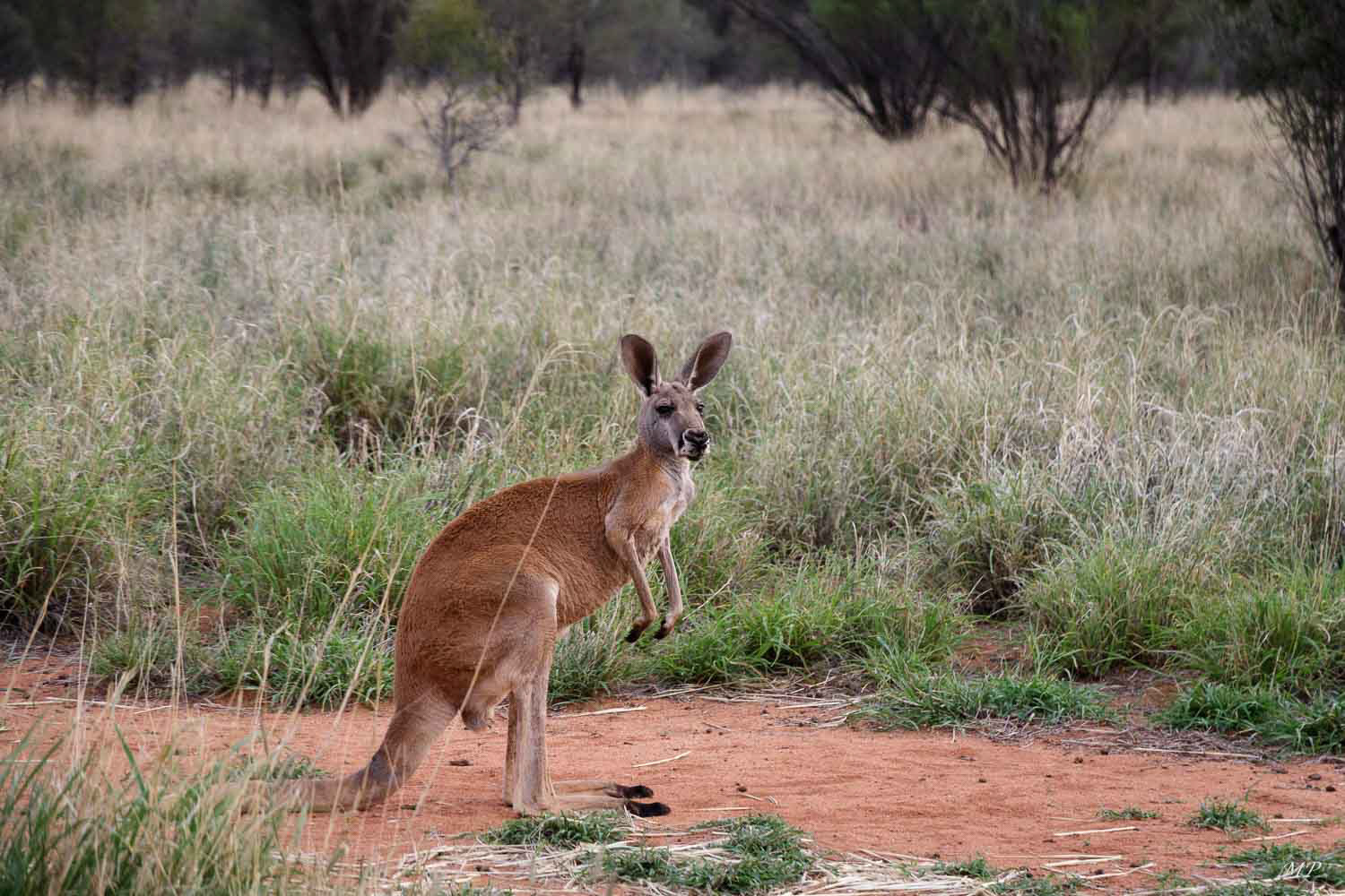 Kangourou