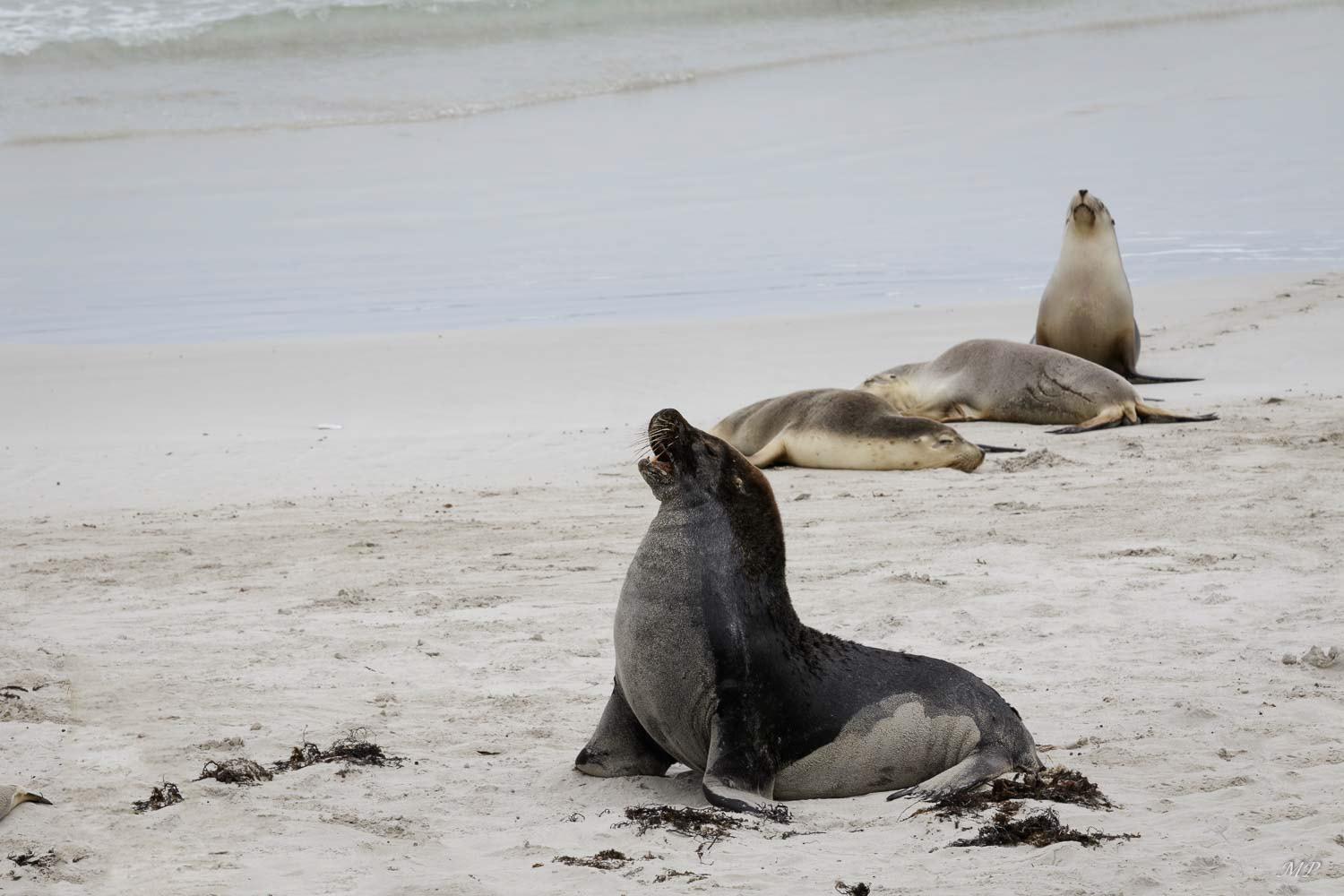 Kangaroo Island - Seal Bay abrite une colonie de lions de mer australiens.