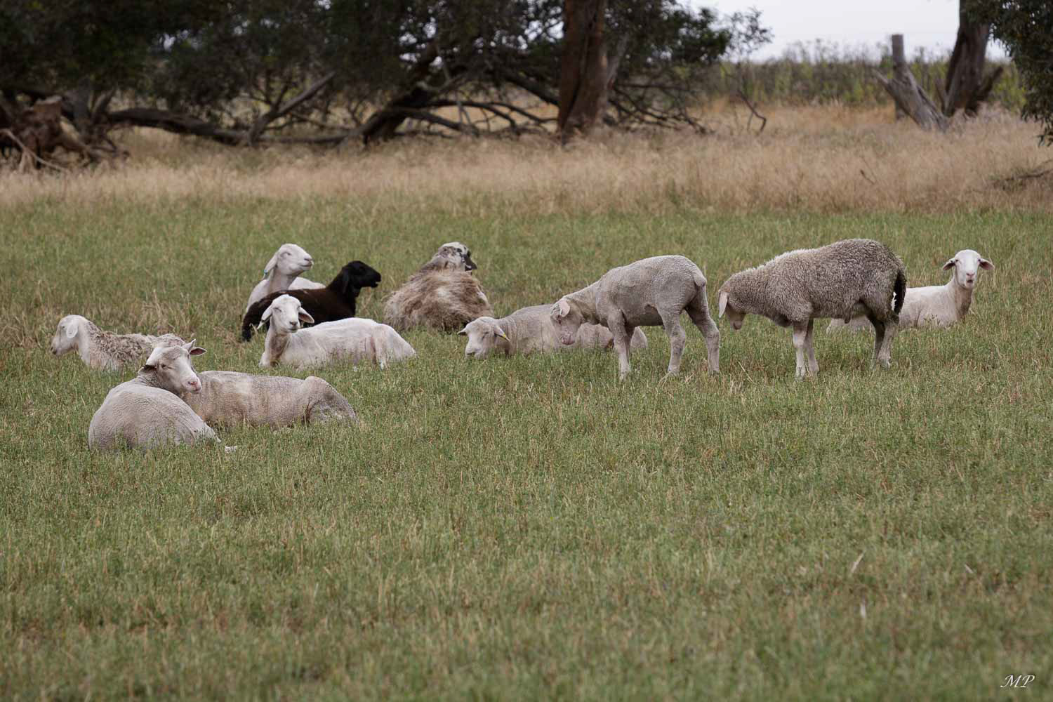 Moutons fraîchement tondus