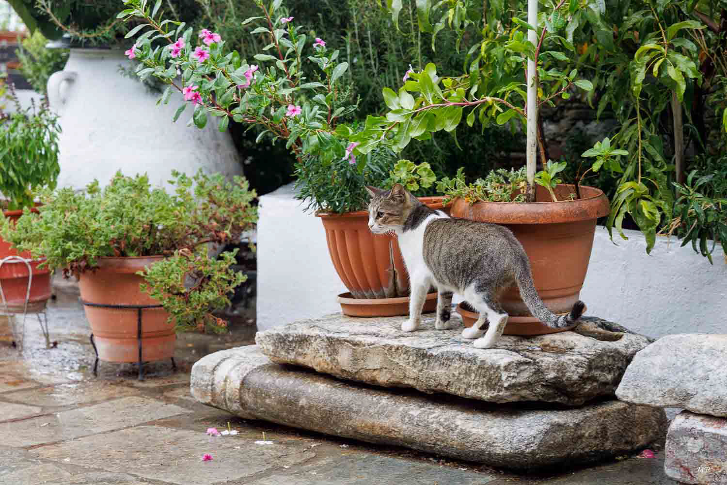 Une rencontre à Ano Poli dans la cour du Monastère Latomou, monastère byzantin du Ve siècle classé par l'UNESCO