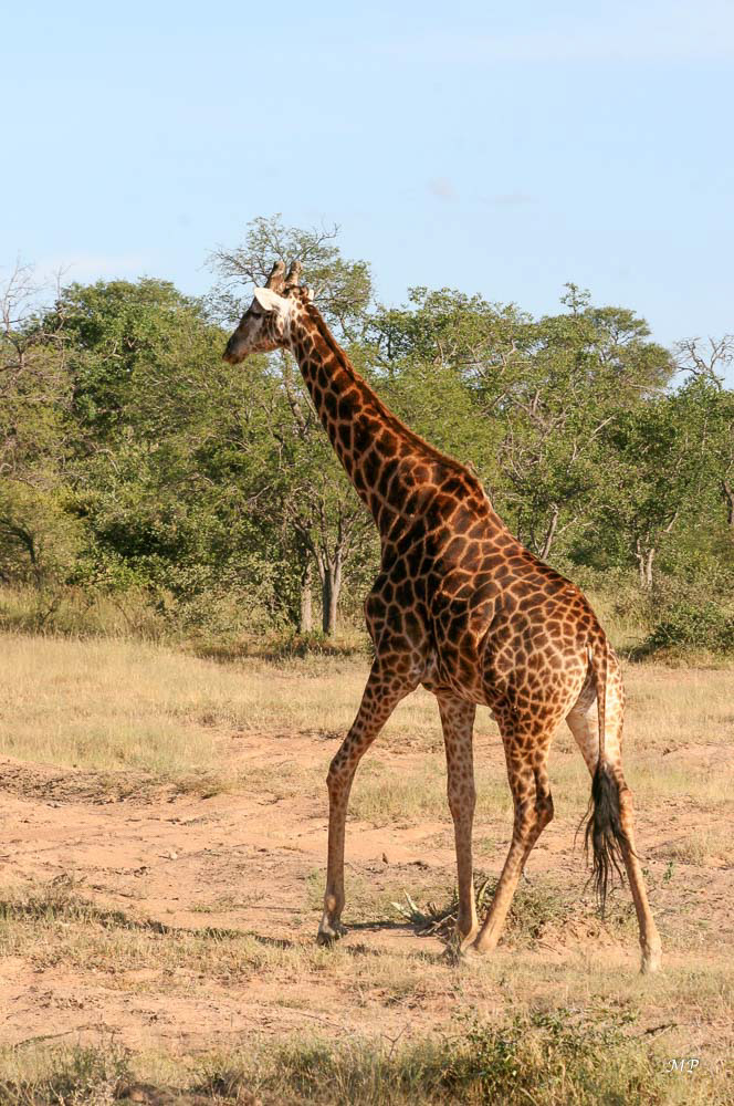 Girafe