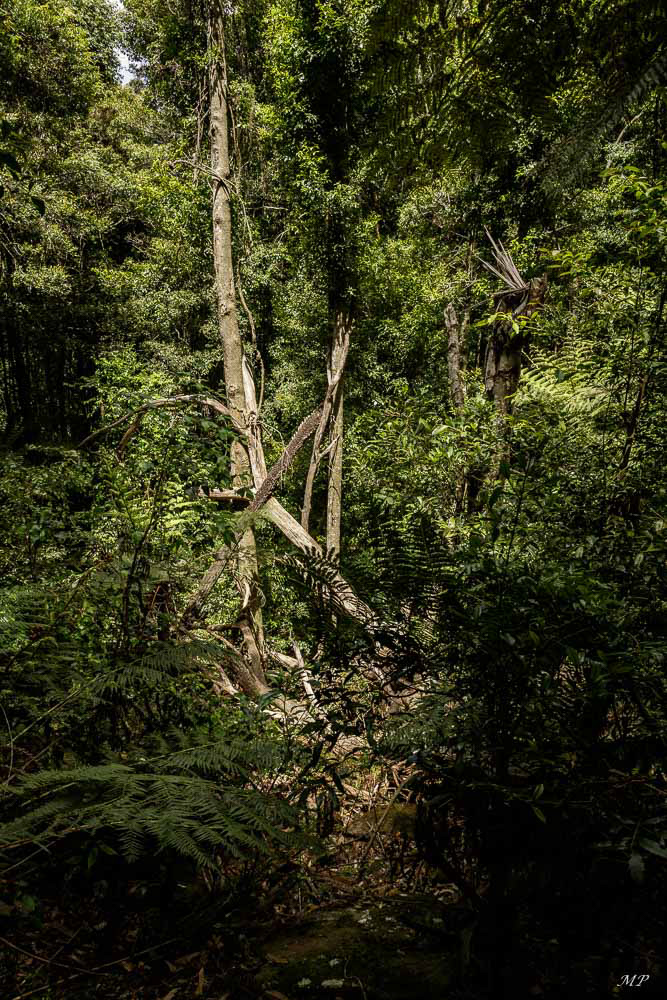 Blue Moutains - La forêt tropicale