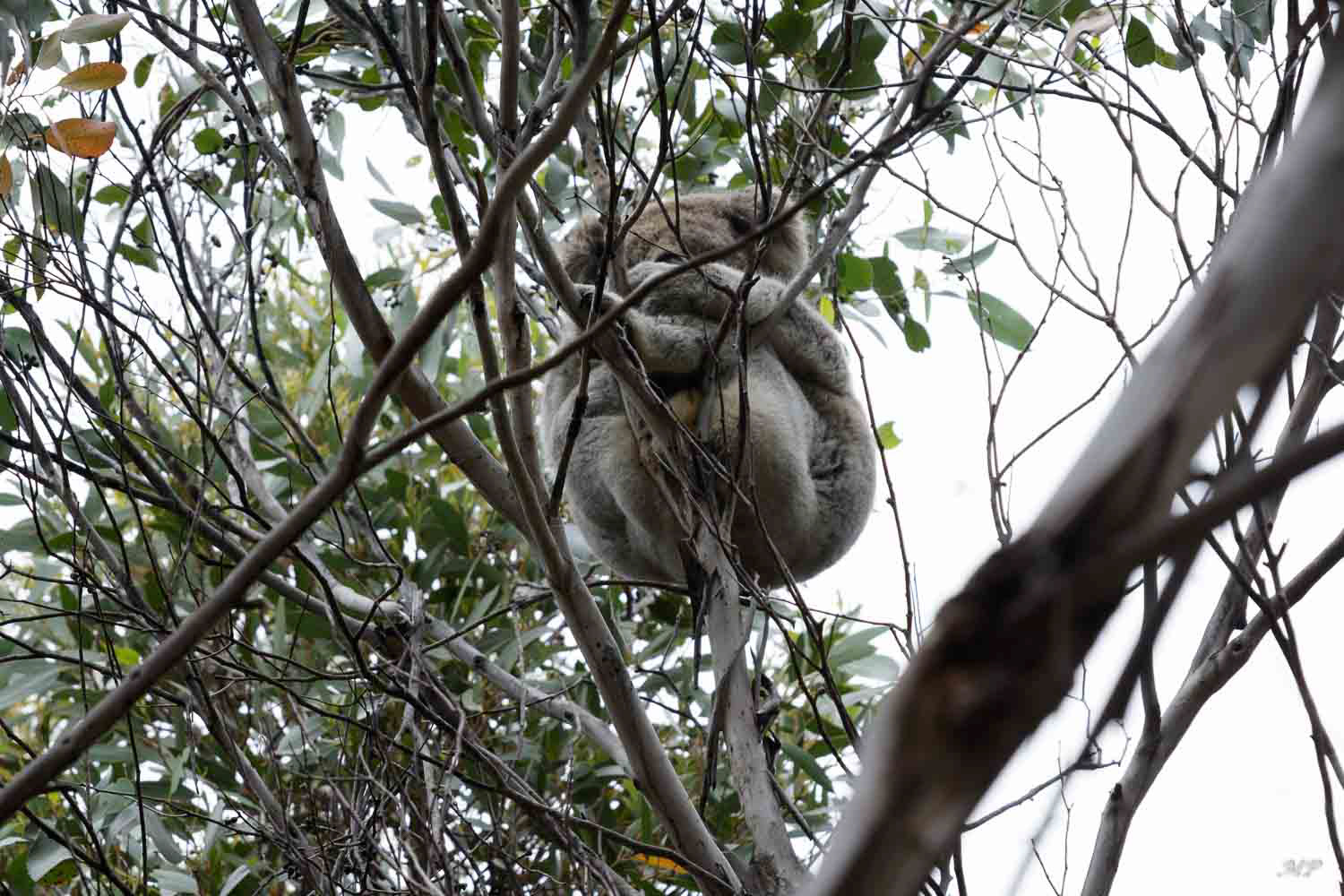 Kangaroo Island - Koala sauvage