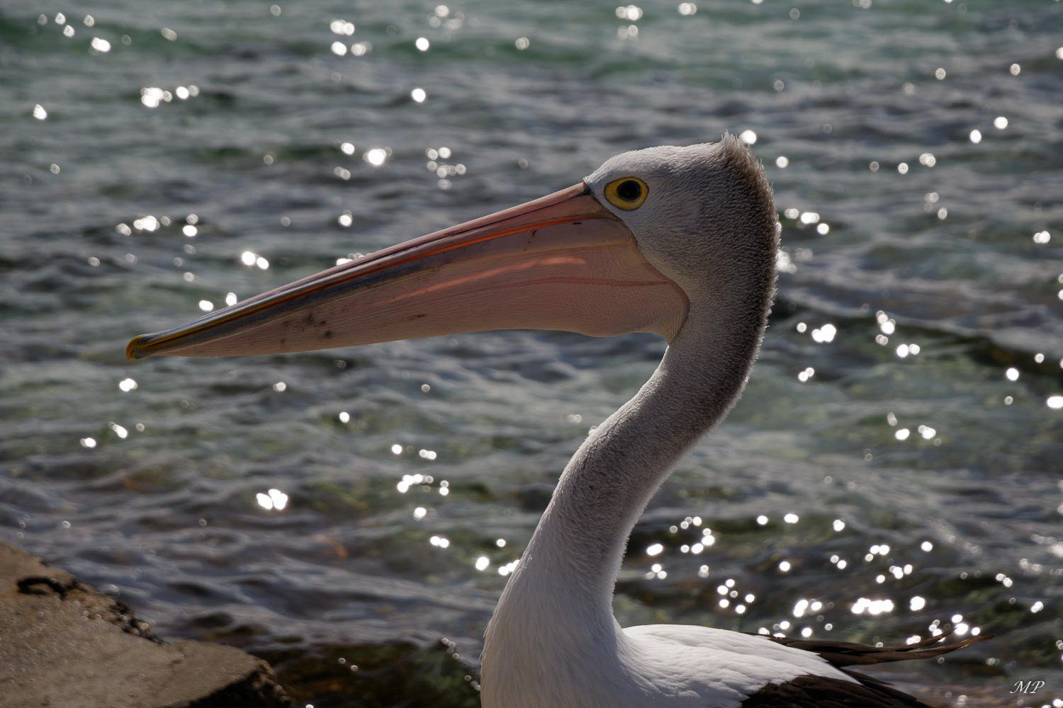 Pélican à lunettes