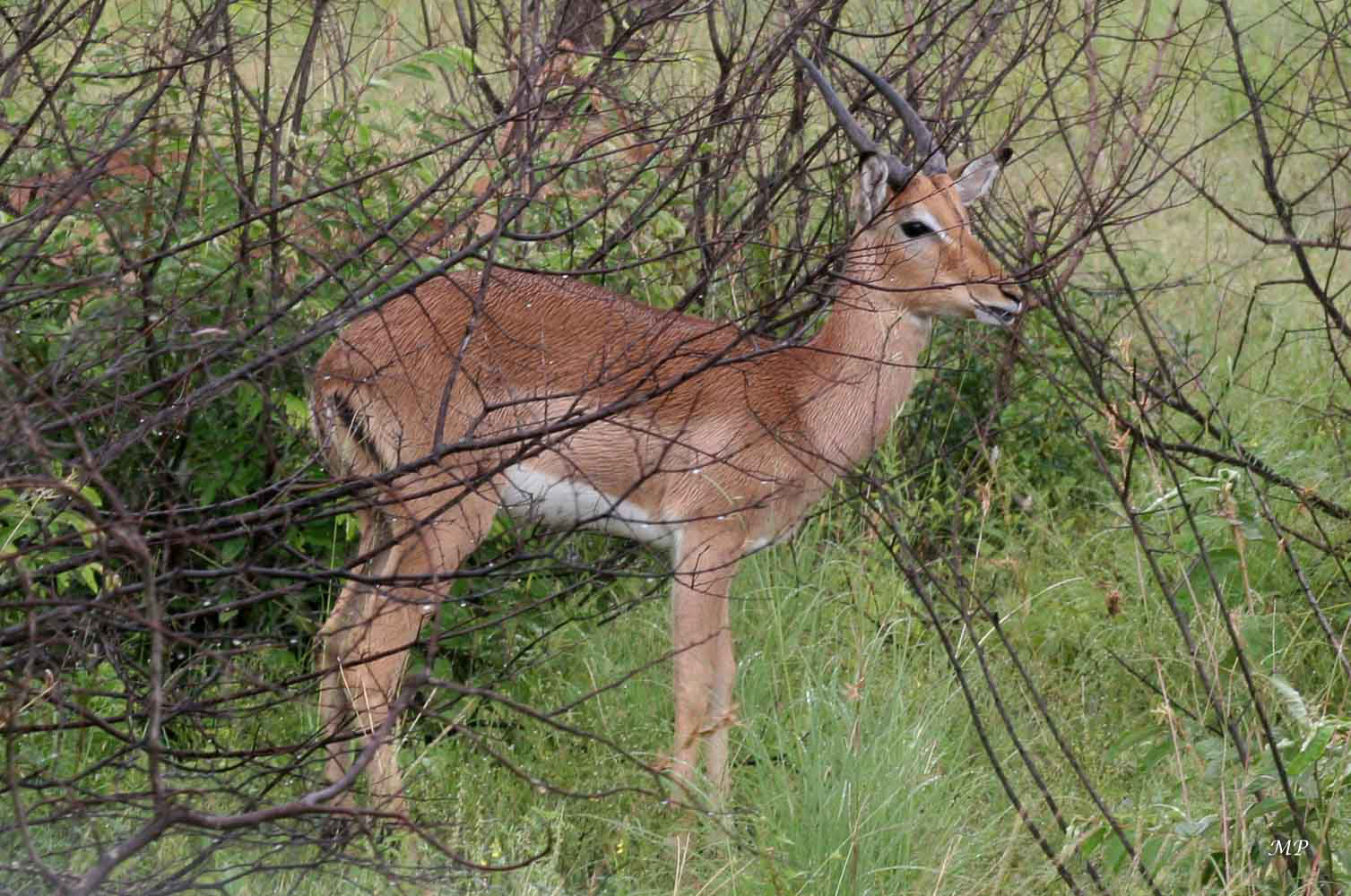 Impala