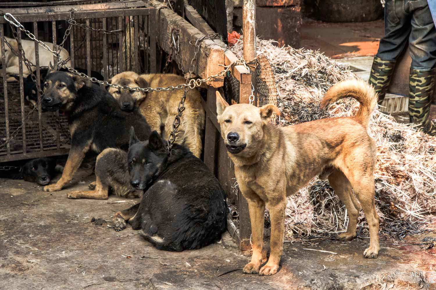 Yunnan - Jianshui: Les chinois ne mangent pas les labradors, cockers ou yorkshires mais des chiens d'une seule race élevés spécialement pour leur viande