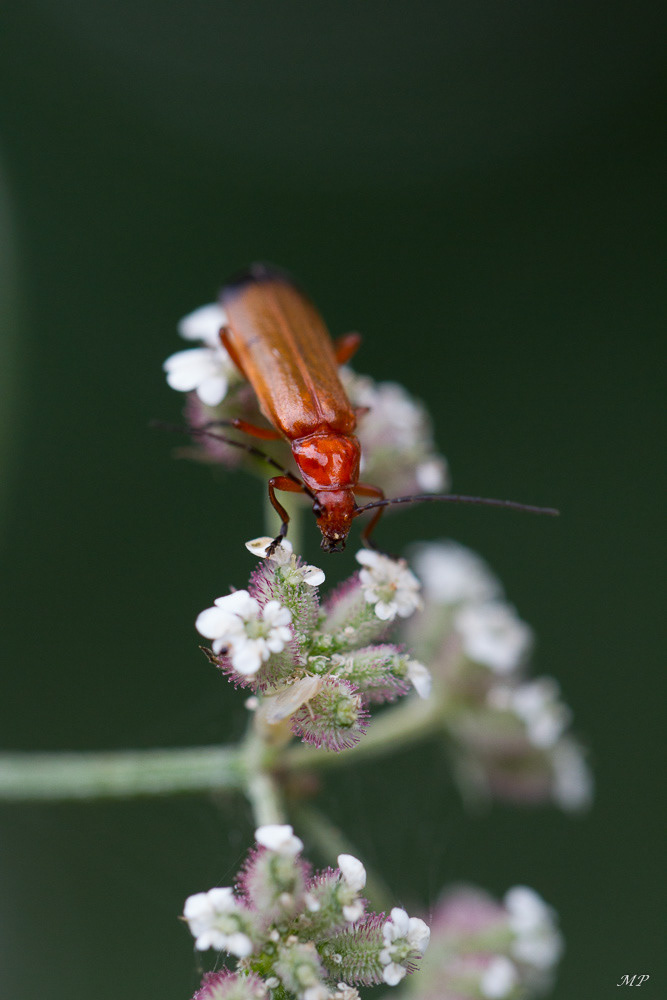Cantharis