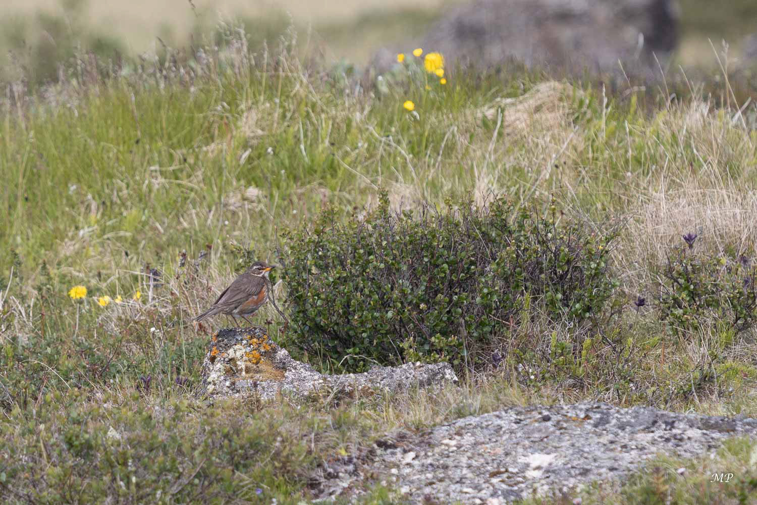 Lac Mývatn - Grive Mauvis
