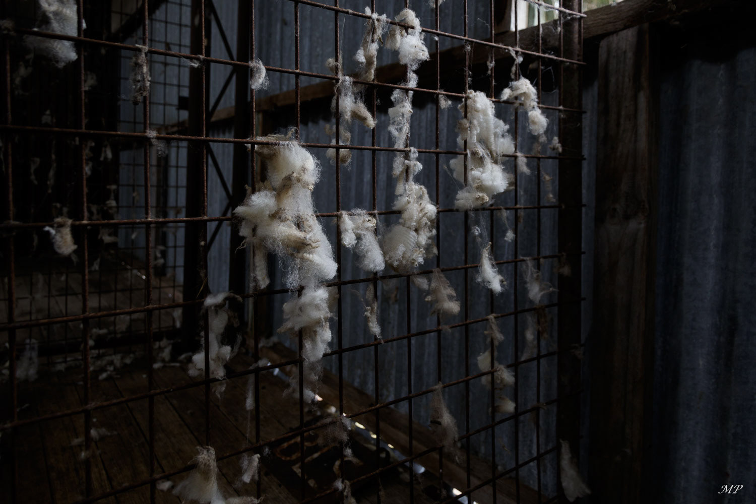 Des restes de laine sont suspendus aux grilles à l'intérieur du hangar à tonte