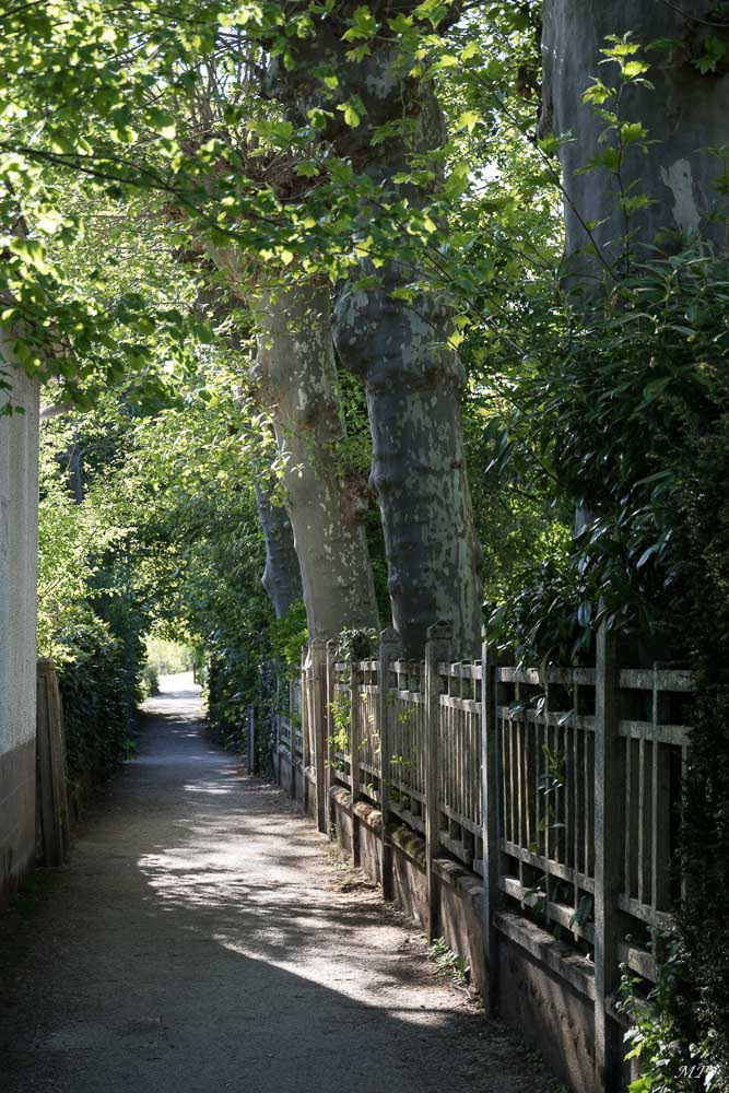 Promenade le long du Loiret à Olivet
