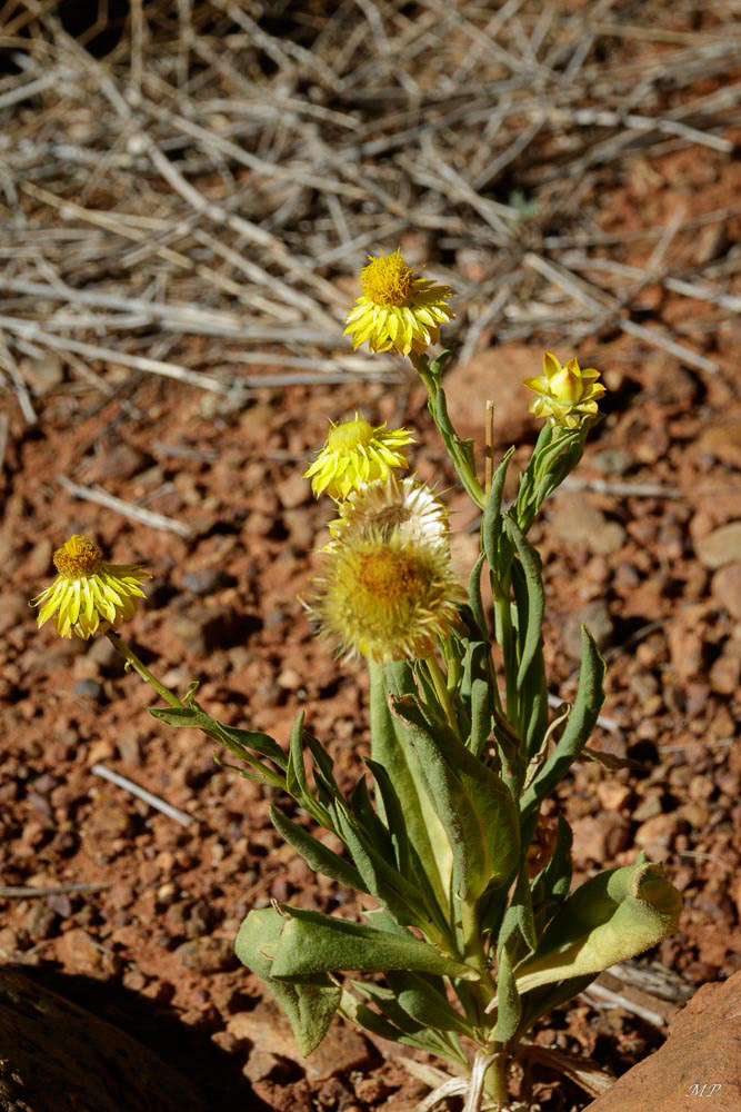 L’inule est une plante qui survit et fleurit au printemps dans le bush. Quand on la touche, elle est sèche et piquante !