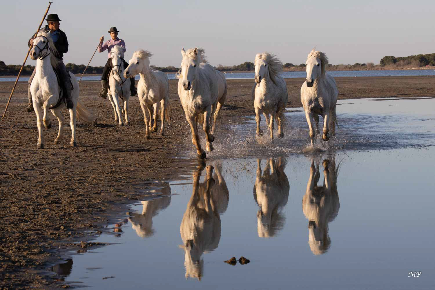 Camargue