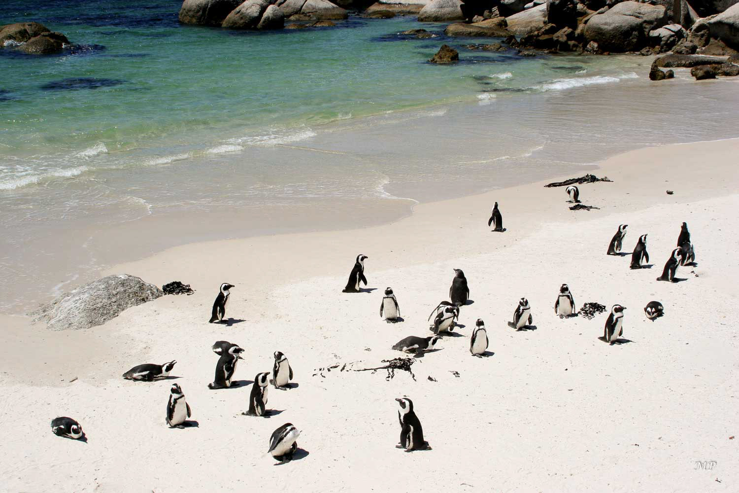 Boulders - Sur cette plage de Simon's Town on peut observer des manchots du Cap.