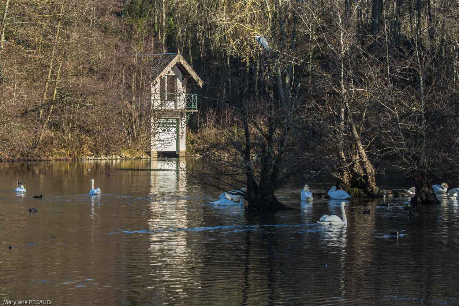 Garage à bateau à Olivet (Un héron est perché dans les arbres)
