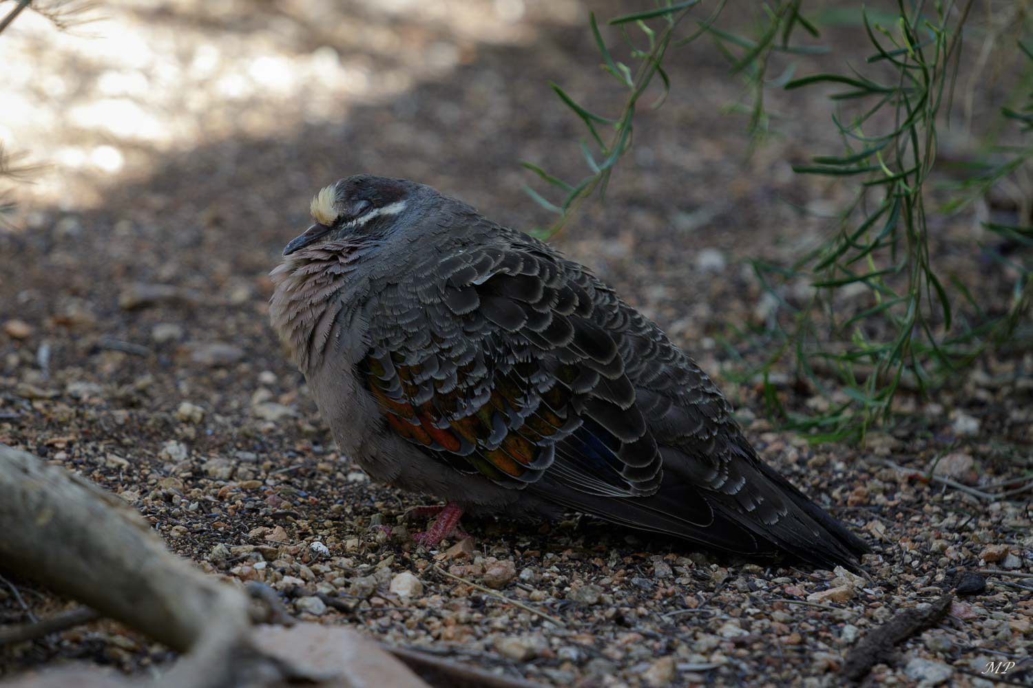 Colombine lumachelle