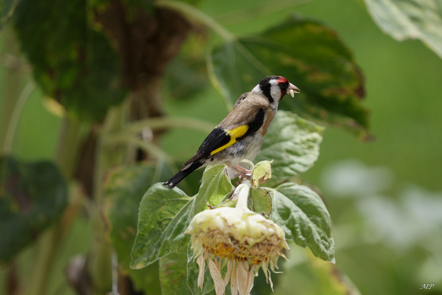 Chardonneret élégant