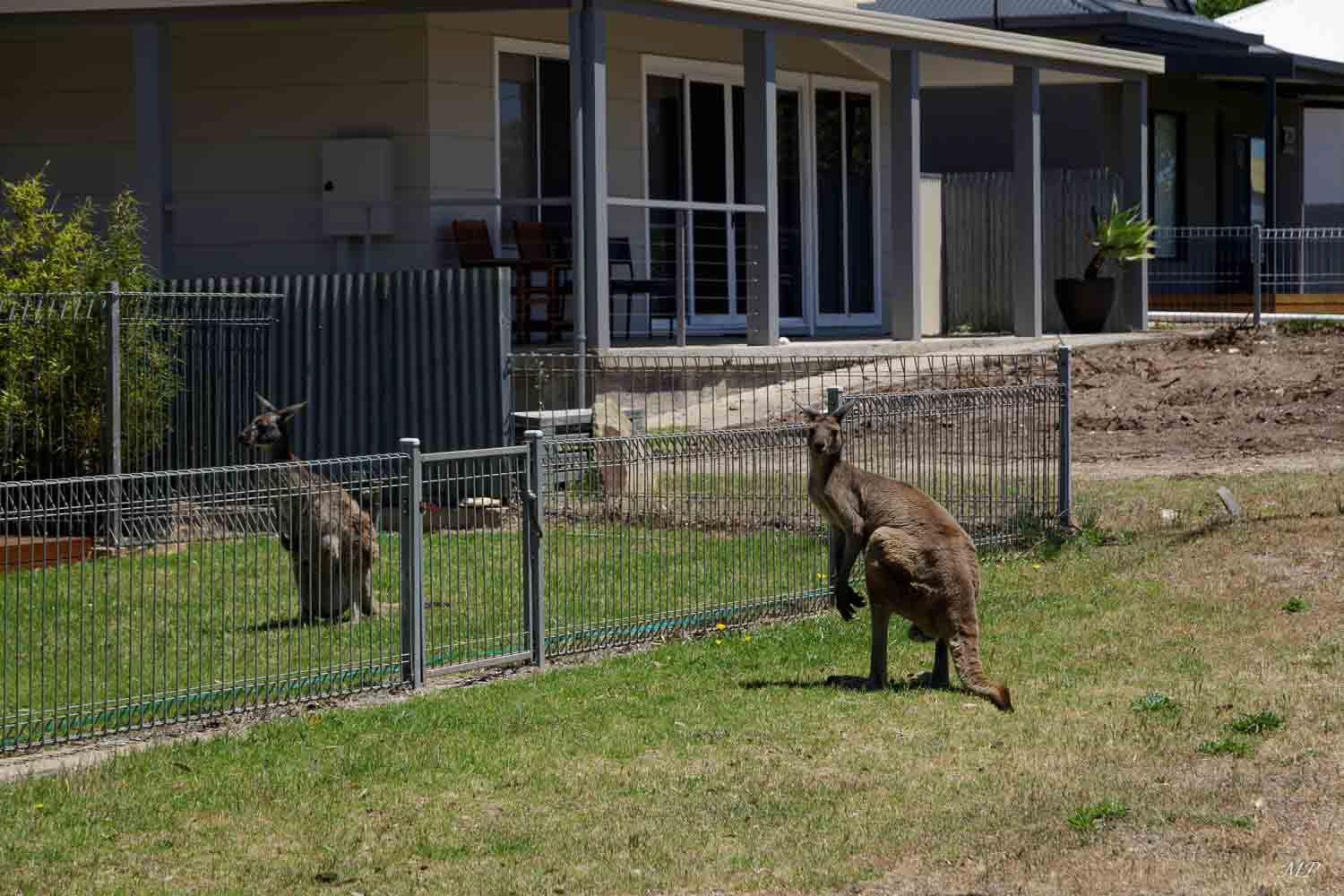 ... et de voir des Kangourous dans les jardins enjamber les clôtures.