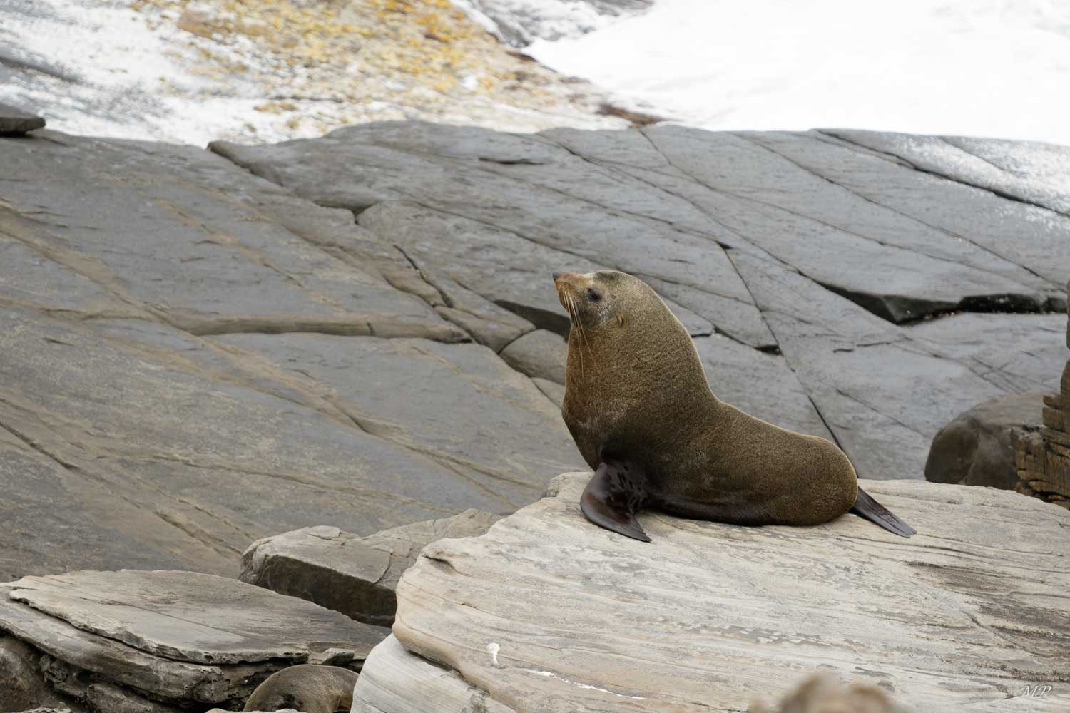Kangaroo Island - Cap du Couedic
