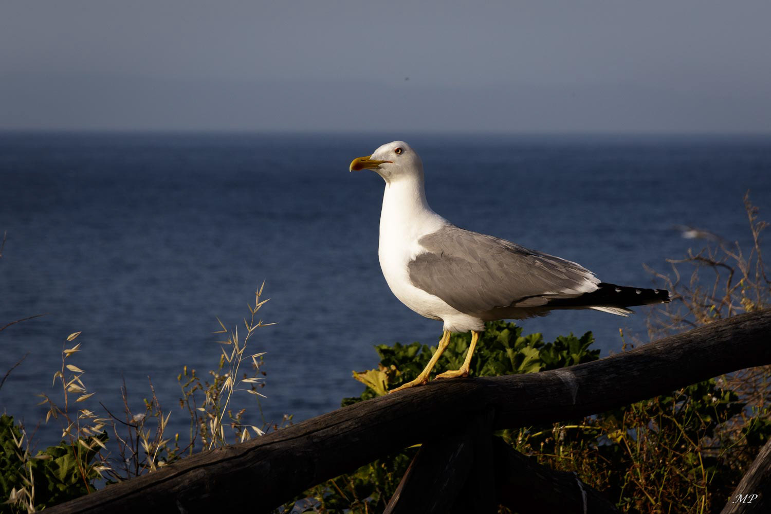 Nora - Les goélands sont les âmes d'aujourd'hui du site archéologique