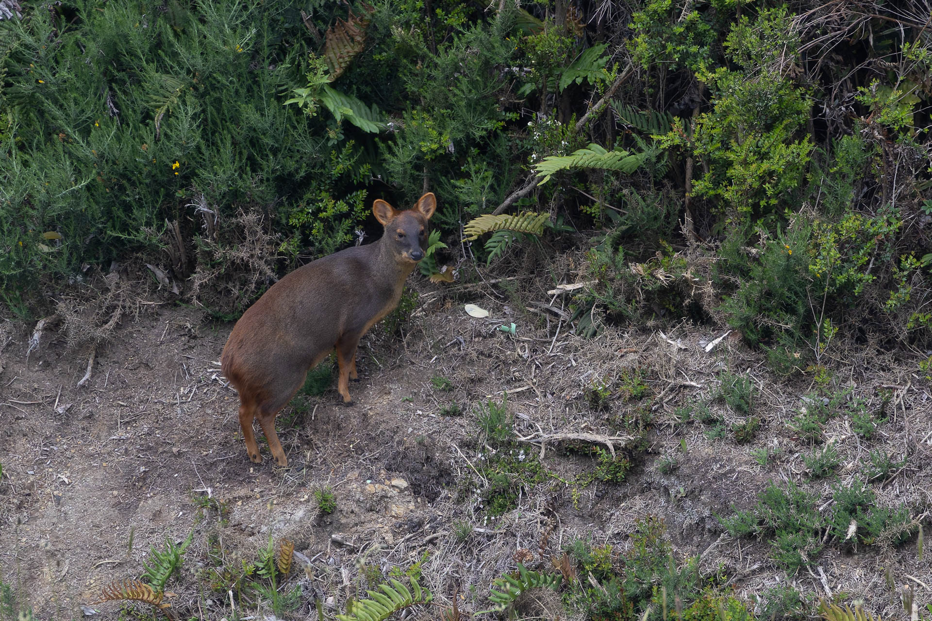 Le Pudu puda est le plus petit cervidé du monde. Le mot « pudu » vient de la langue des aborigènes mapuches du Chili. Son habitat original est la forêt humide des zones tempérées d'Argentine et du Chili.