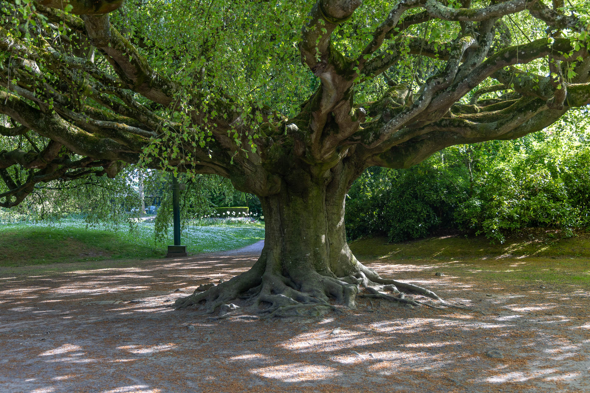 Bayeux - Jardin Botanique - Hêtre pleureur planté vers 1860 de 40m de diamètre