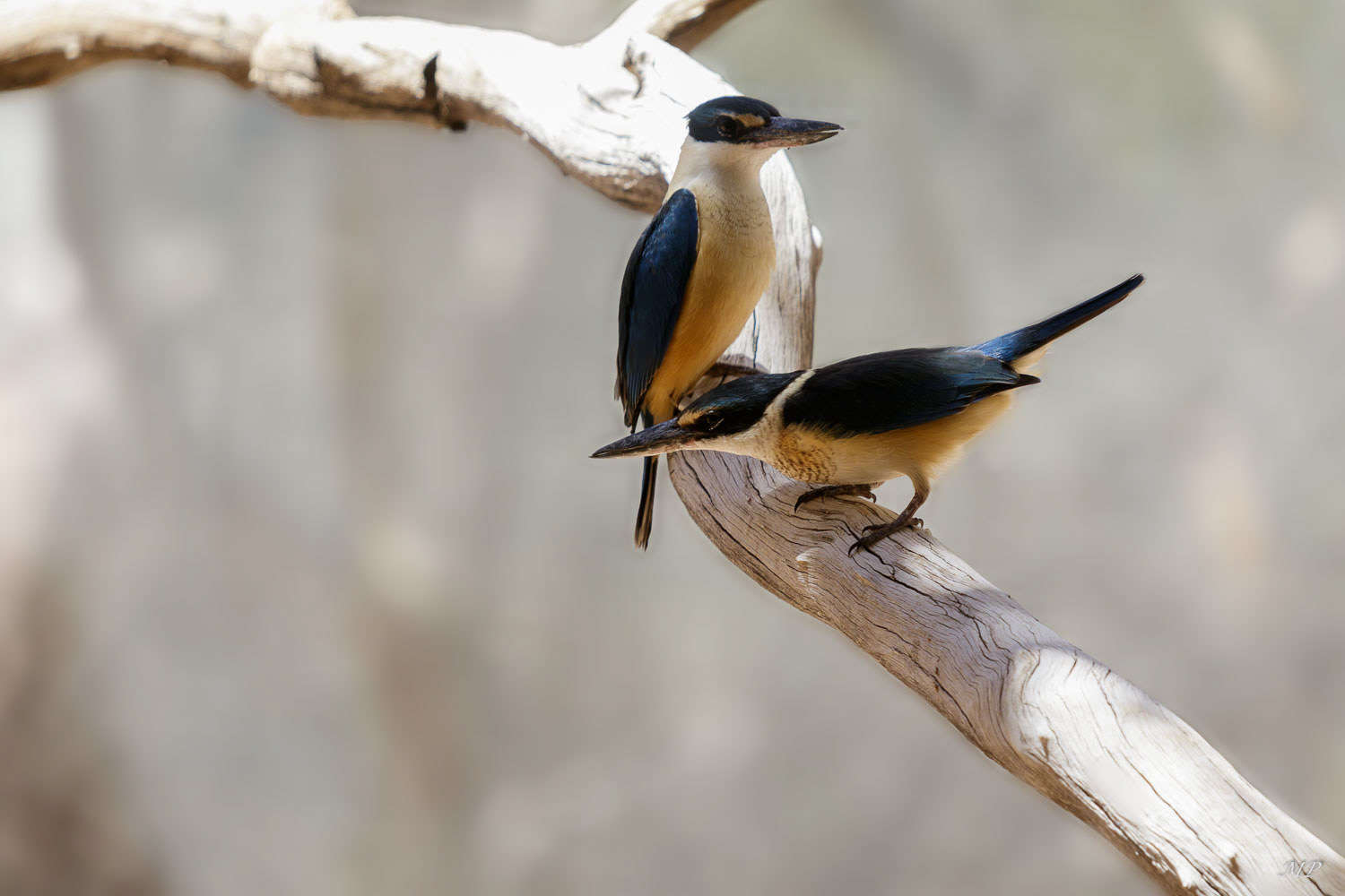 Martin chasseur sacré ou Sacred-kingfisher (endémique)