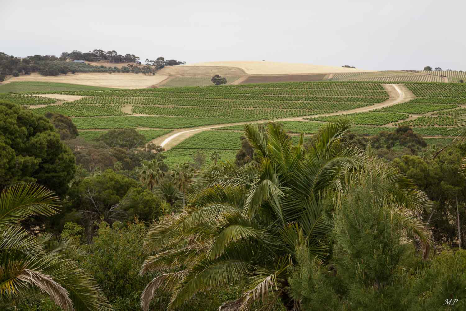 La Vallée de la Barossa est une importante région touristique à 60 km au nord-est d'Adélaïde, en particulier grâce à son vignoble.