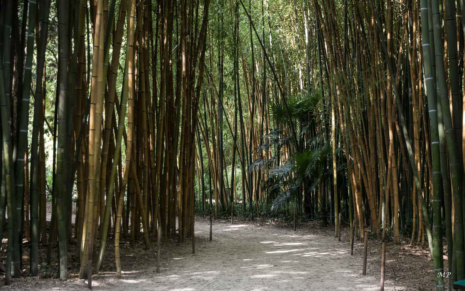 Le Gard - La bambouseraie d'Anduze