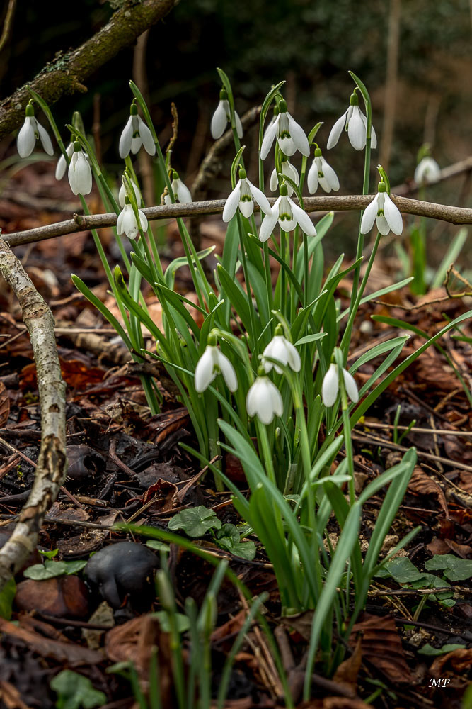 Perce-neige