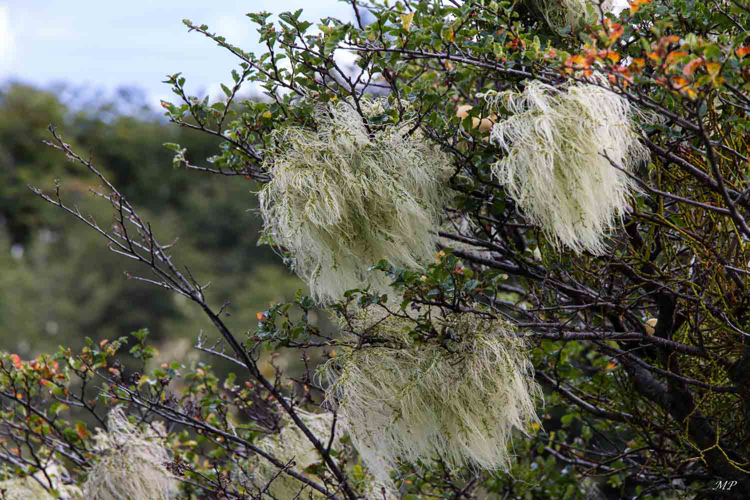 Terre de Feu: L'usnée barbue est une espèce de lichen qui est aussi appelée localement la barbe de grand-père. Sa présence est synonyme de pureté de l'air.
