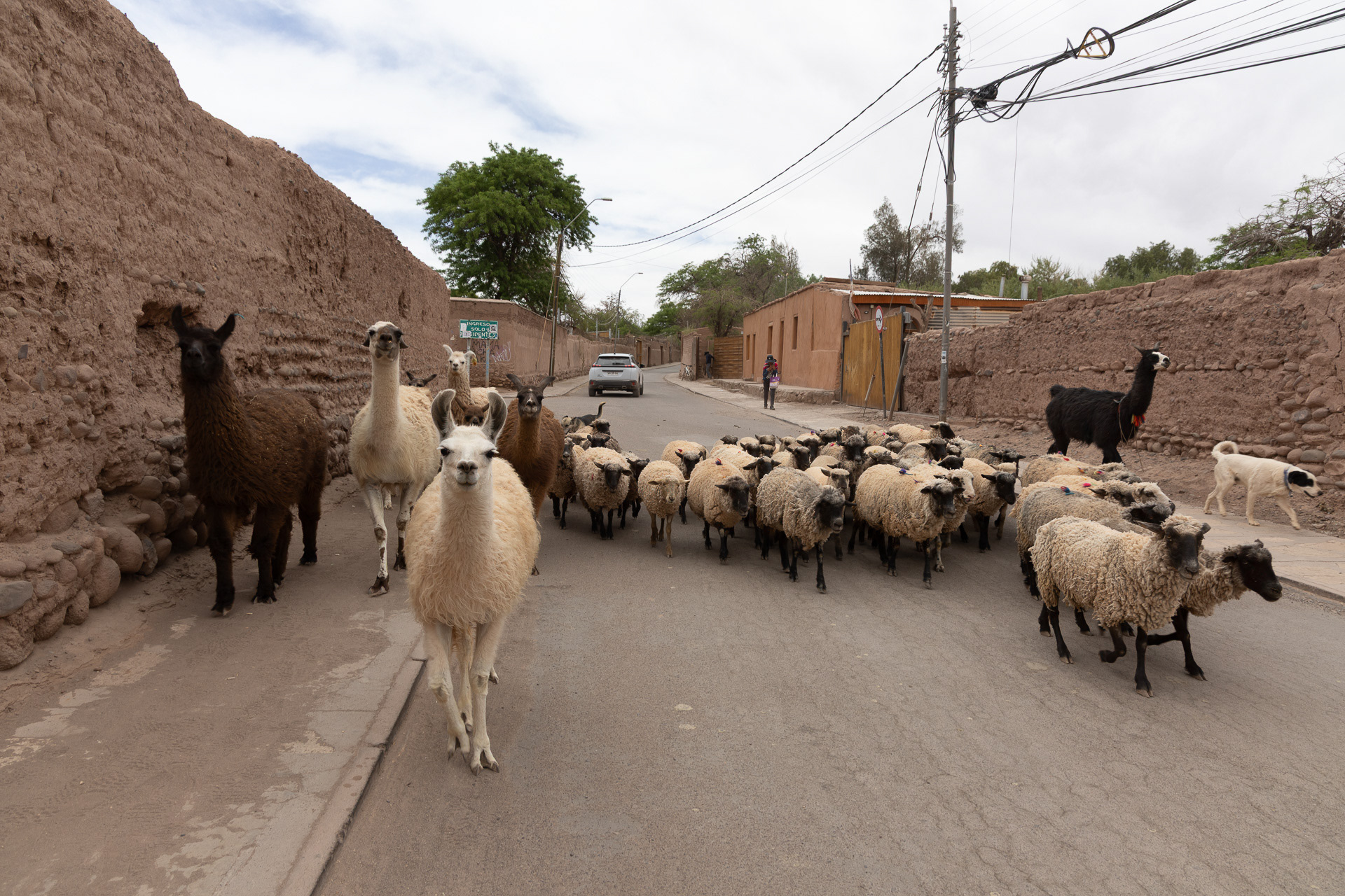 Atacama - San Pedro de Atacama