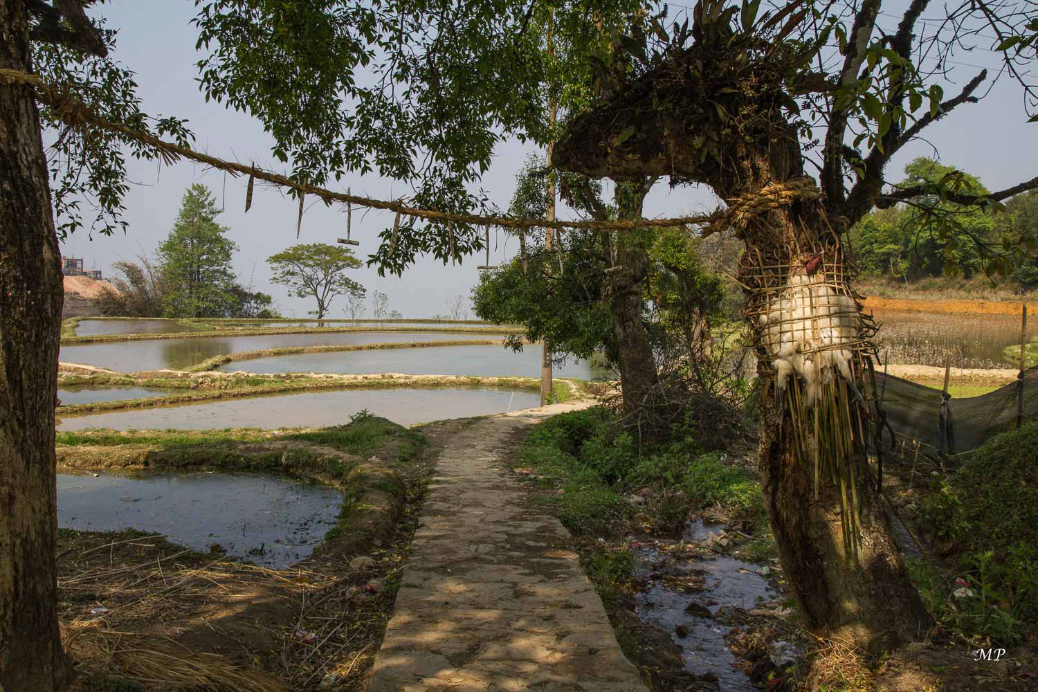 Yunnan - Yuanyang : Dans l'entrée des villages, il n'est pas rare de voir pendues entre deux arbres des amulettes et un poulet sacrifié pour chasser les mauvais esprits.