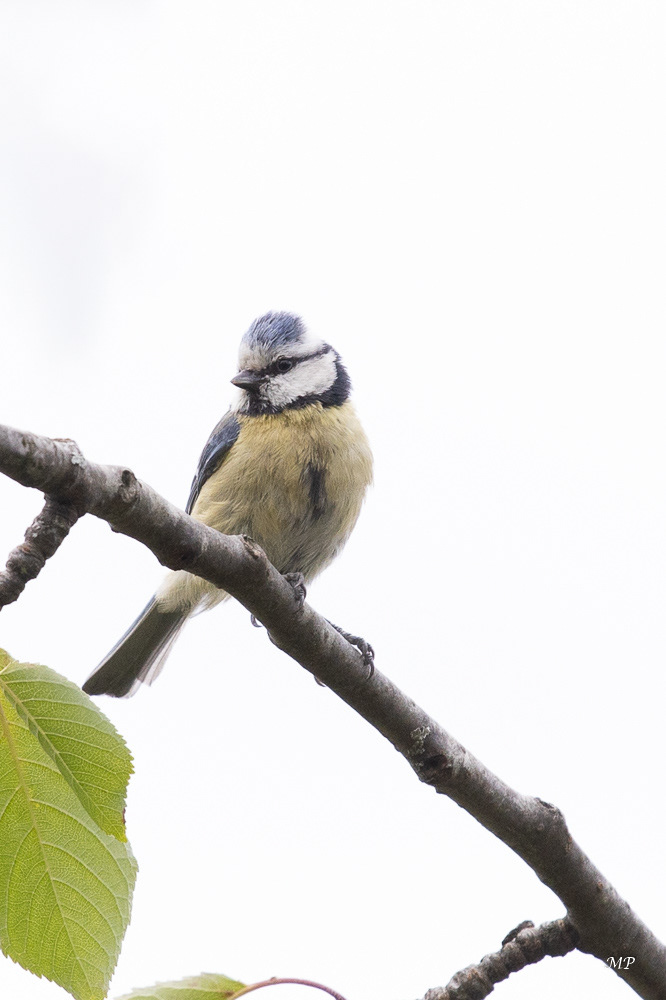 Petite Mésange bleue