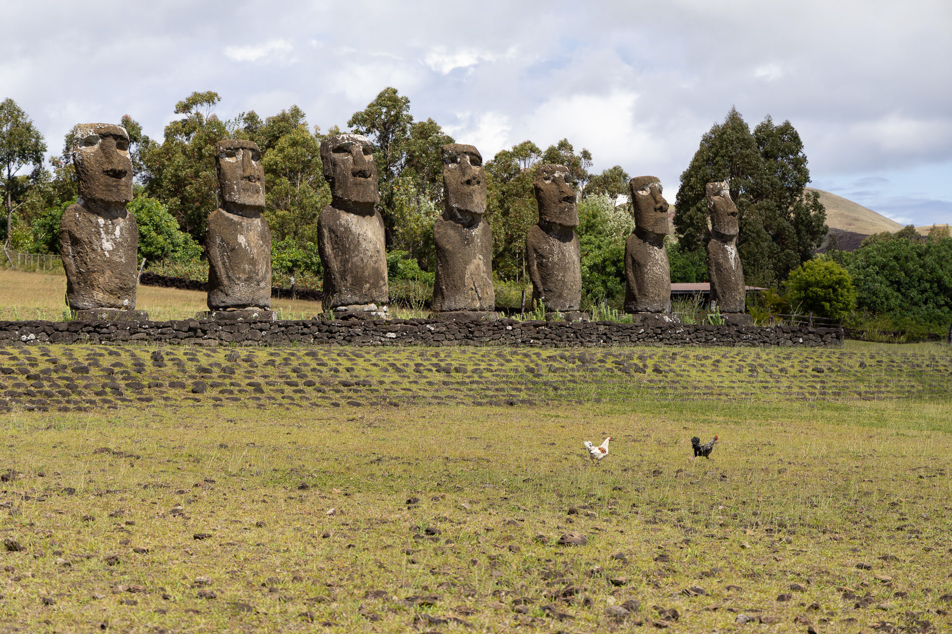 Ahu Akivi, un ensemble de sept Moaï regardant la mer. Une telle caractéristique ne se trouve qu'à cet endroit de l'île. Sur les autres plateformes, ils sont dos à la mer et regardent vers leur village.