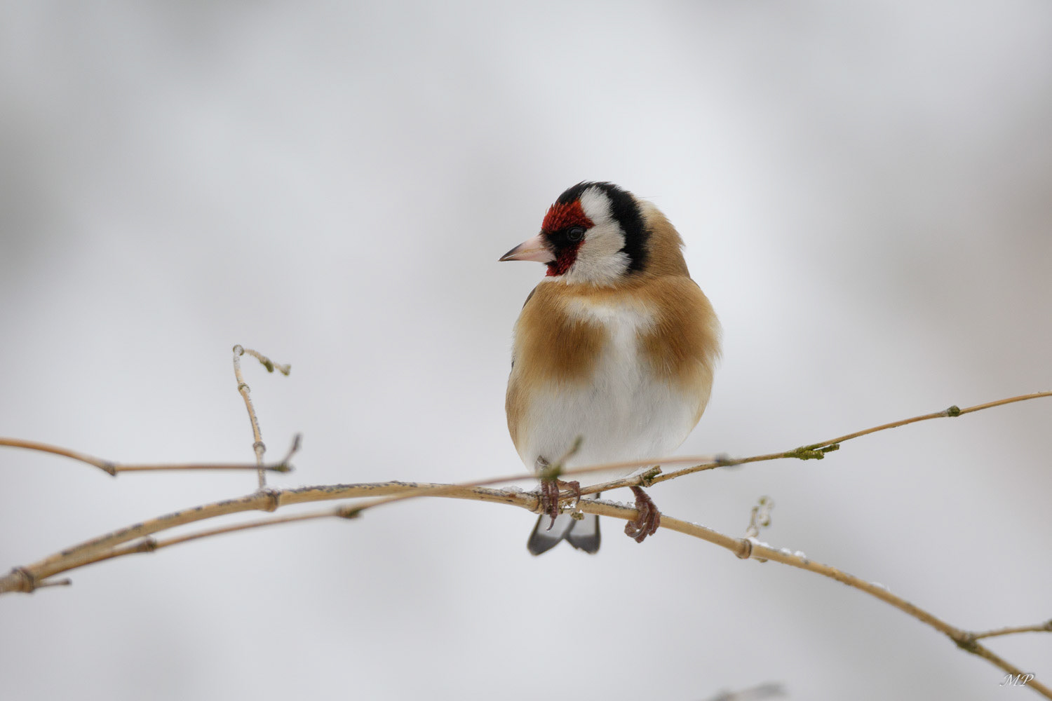 Chardonneret élégant