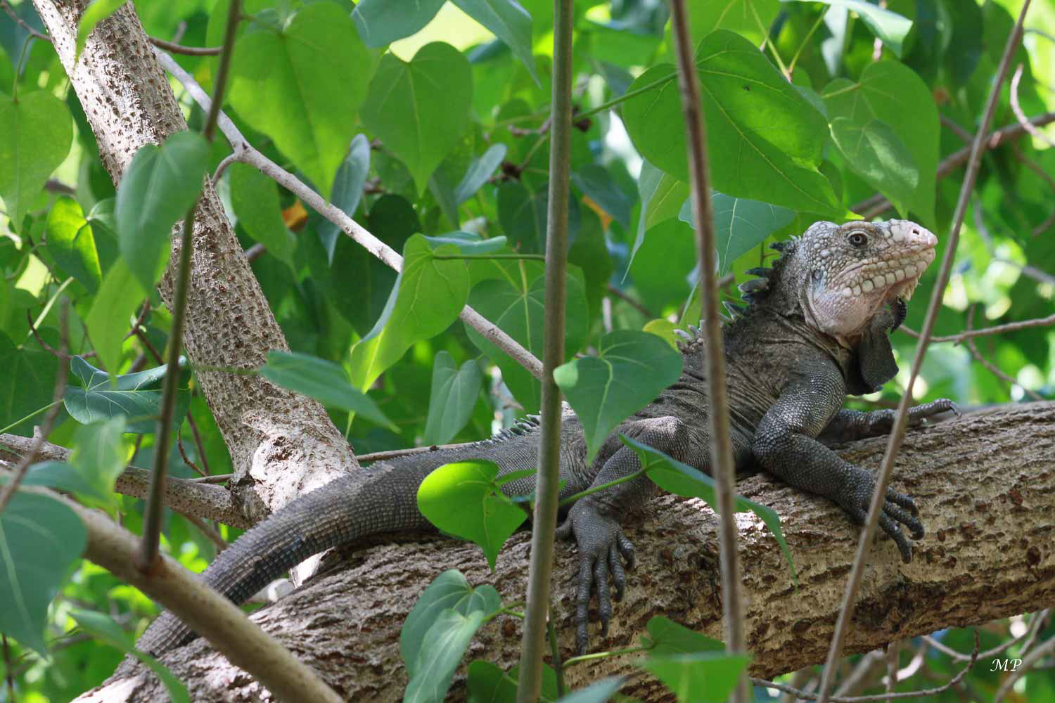 Iguane sur l'île Chancel
