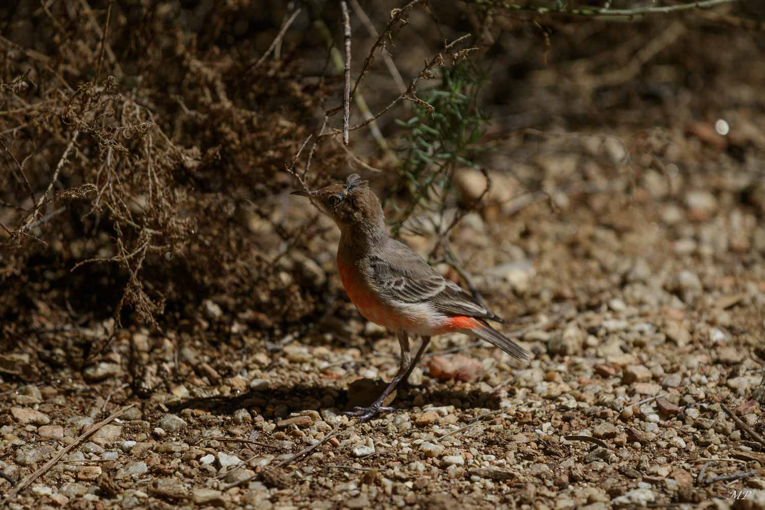 Epithianure tricolore femelle