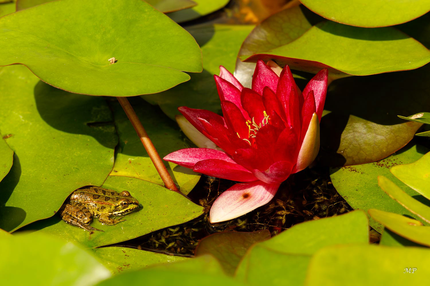 Temple-sur-Lot (47) - le jardin  de Latour-Marliac 