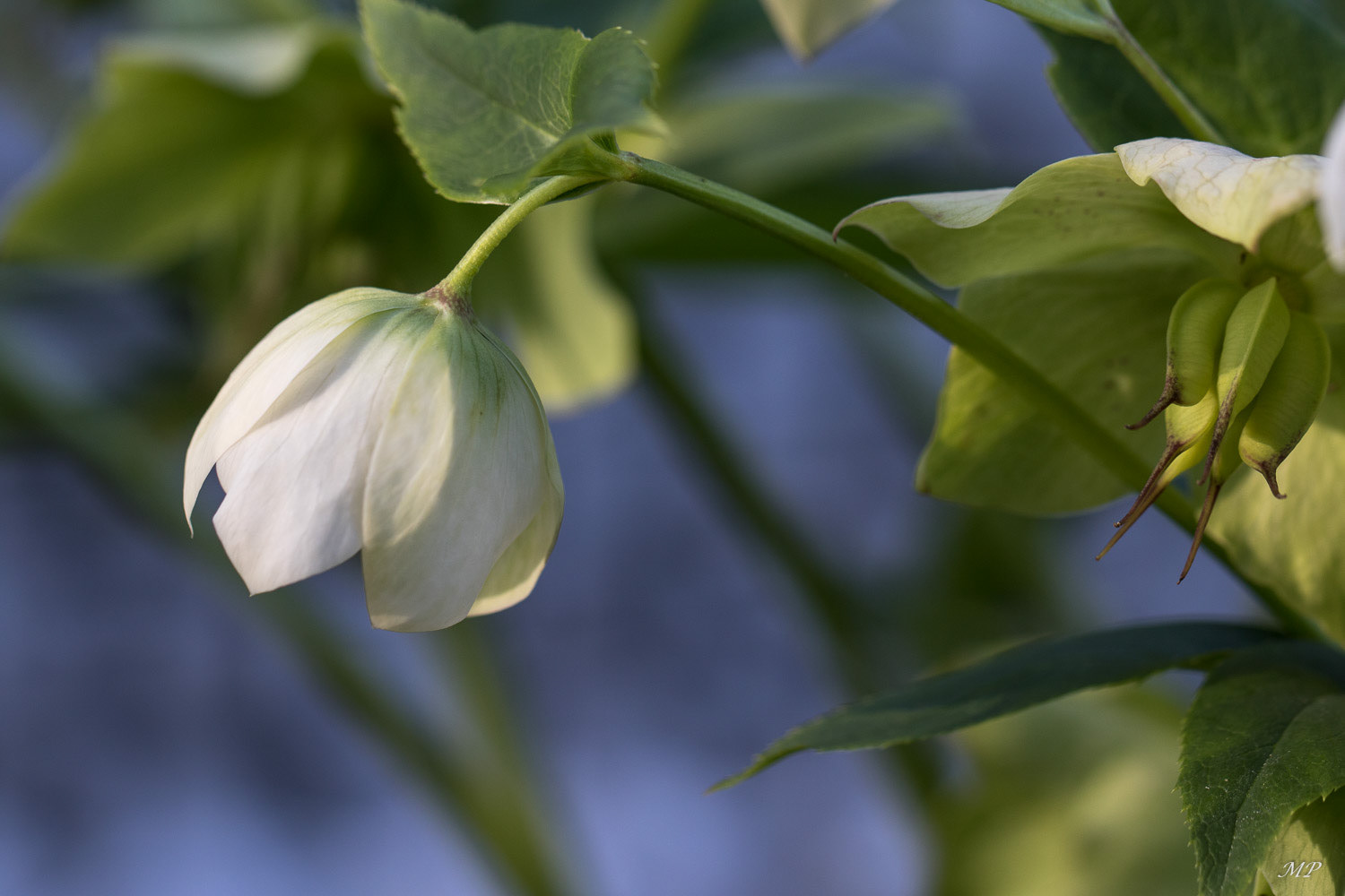 Hellebore