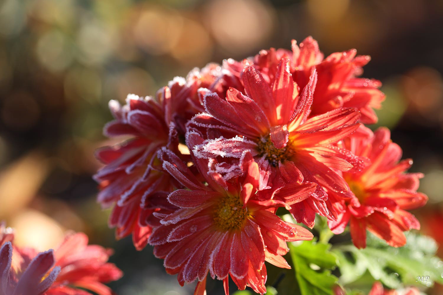 Chrysanthème