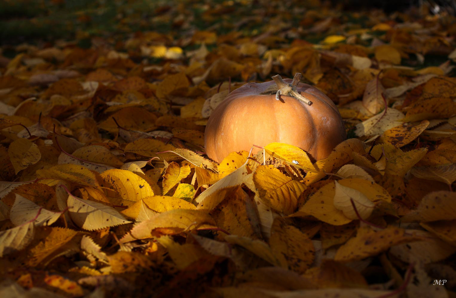 L'automne est arrivé