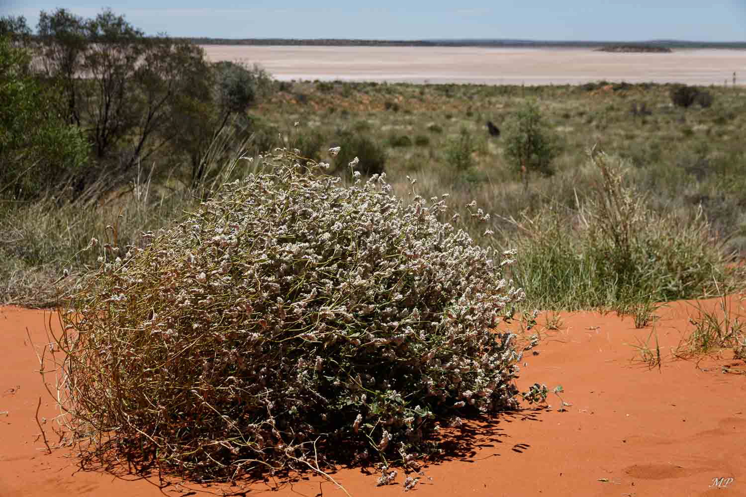 Lac salé dans le bush