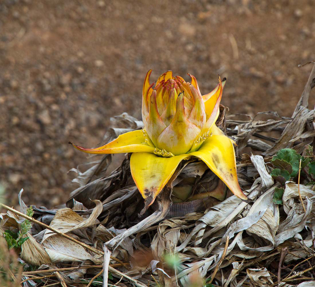 Yunnan - Dong Chuan : Une fleur de bananier nain