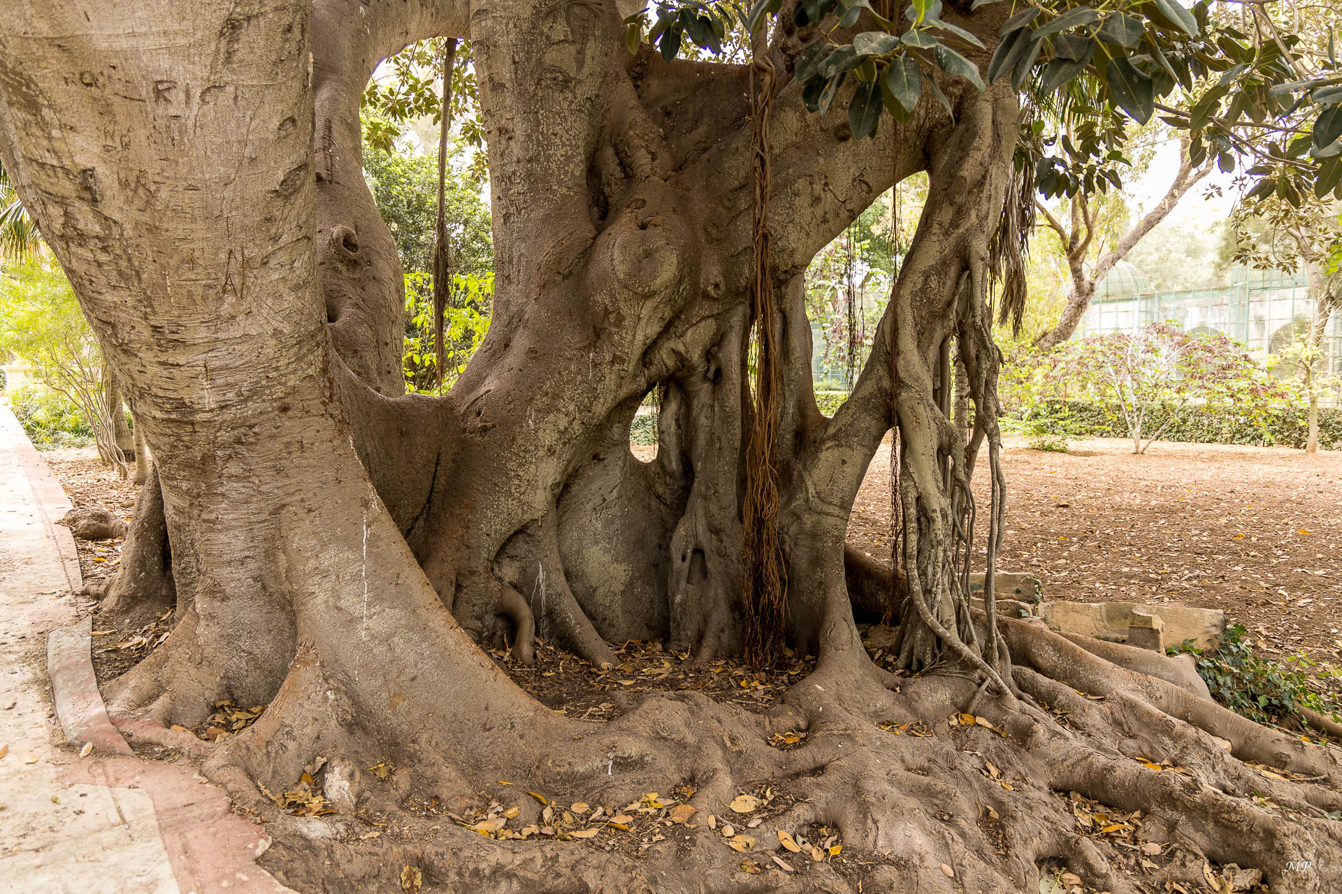 Jardin botanique de San Anton à Attard
