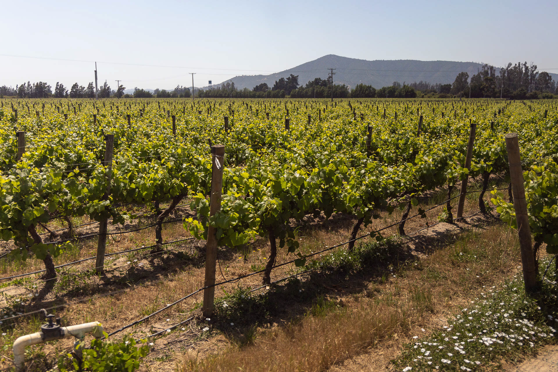 Au sud de Valparaiso, le vignoble de la vallée de Casablanca a donné ses premiers fruits dans les années 1980 et est devenu la grande région des vins blancs du Chili. 